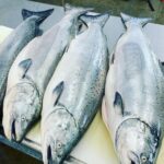Fresh Whole Fish - Olympia Seafood